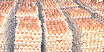 <?php the_title();?>