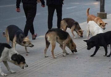 <?php the_title();?>