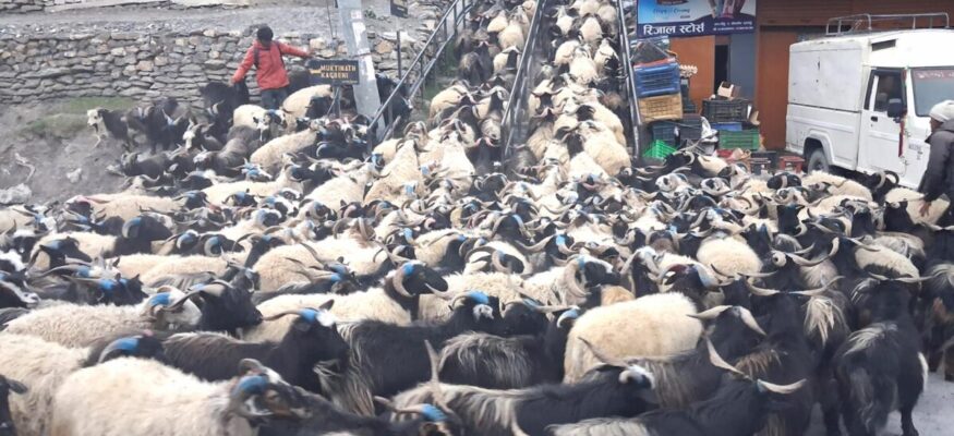 दसैँ,तिहार लक्षित भेडा च्याङ्ग्रा
